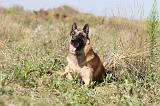 MALINOIS 340